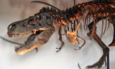 Найден динозавр, который ходил «на каблуках»