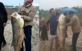 Астраханские рыбаки поймали на Волге гигантскую воблу и отпустили после поцелуя