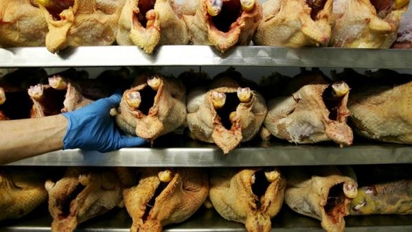 Эксперты рассказали об опасности мытья куриного мяса перед приготовлением